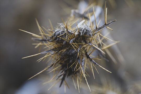 Macro view of a thorny plant in an autumn forest