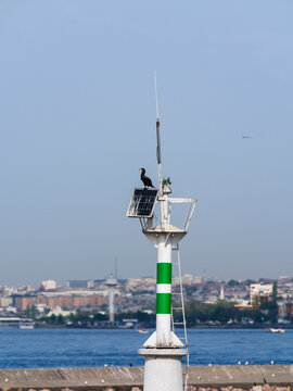 Cormorant perched on a lighthouse with a city skyline in the background