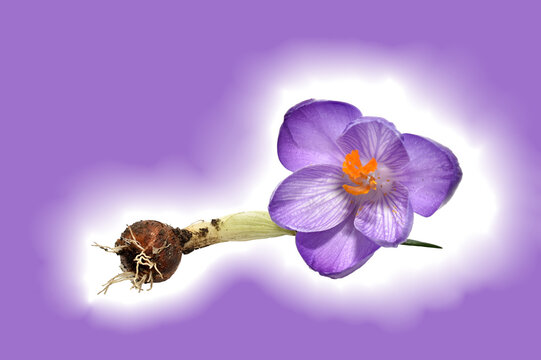 Saffron, crocus, flower with its corm on a purple background.