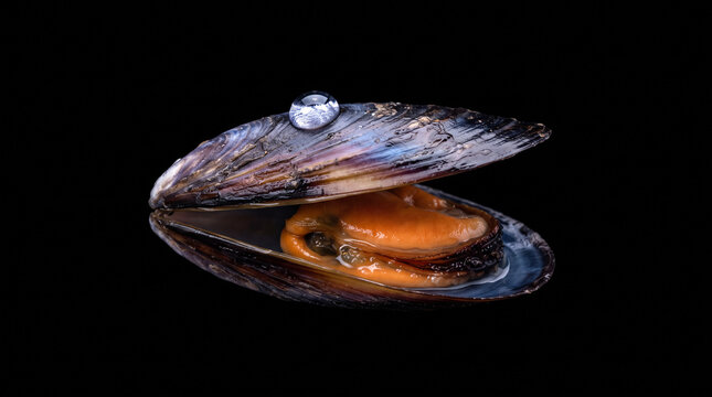 fresh blue mussel shell on pure black background with water drop