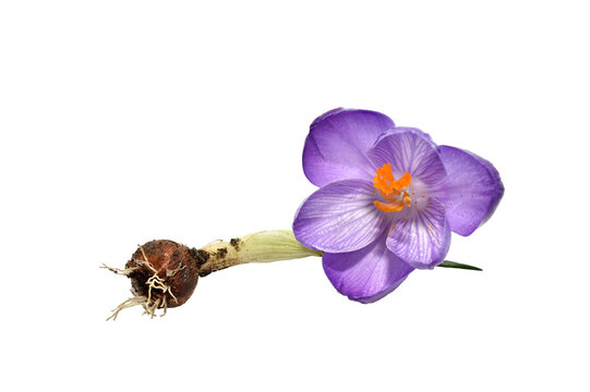 Saffron, crocus, flower with its corm on a transparent background.