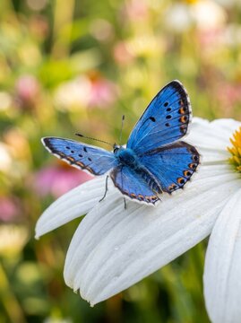 Vibrant blue Polyommatus icarus butterfly perched on white daisy petal during golden hour in a summer meadow