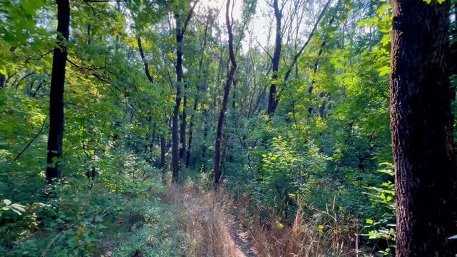 A morning walk in the forest