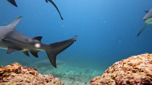 Bull shark gracefully swimming over coral reef in clear blue ocean water, surrounded by other sharks and diverse marine life in the tropical South Pacific, Fiji Islands