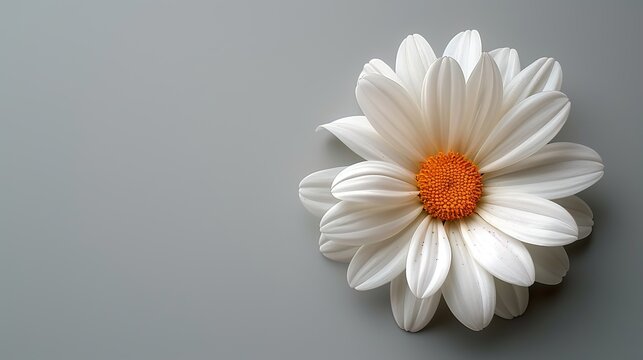  Light Gray Background with Single White Daisy Flower in Corner Minimal Floral Design