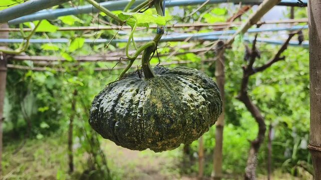 Pumpkin hanging on a green vine in an organic vegetab