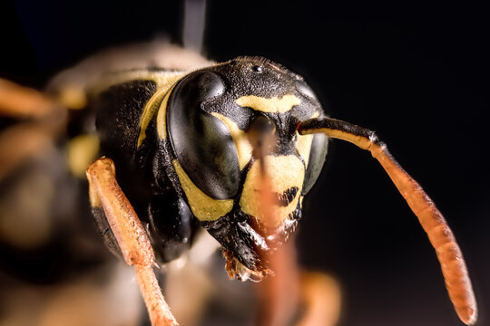 Macro photo of yellowjacket wasp head and front legs