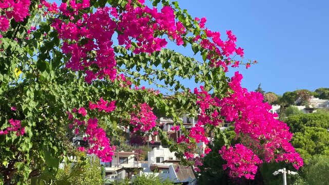 A vibrant branch of pink bougainvillea flowers framing white coastal villas scattered across a green hillside under a clear blue sky.
