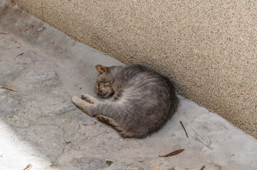 Grey tabby cat sleeping curled up on a stone pavement against a pebble dash wall © Michal Plevko