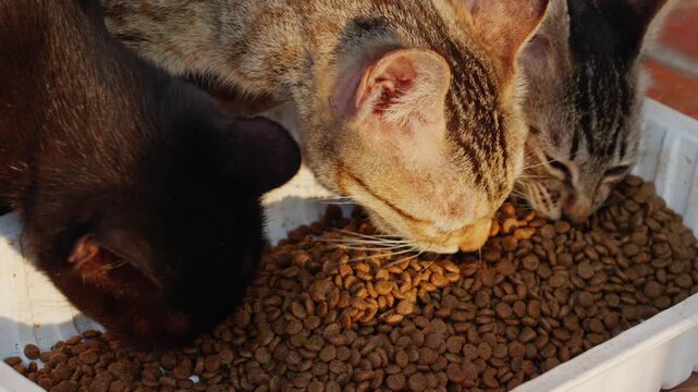 Close-up of a stray cat's head eating cat food