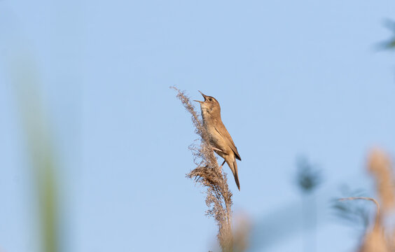 Savi's warbler perched high on reed singing in sunshine
