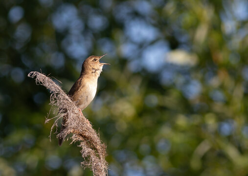 Savi's warbler singing on reed with bokeh background