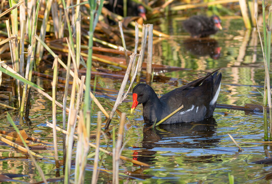 Common moorhen swimming in calm wetland pond water