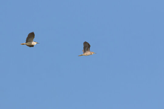 Adult and juvenile night herons flying in clear blue sky