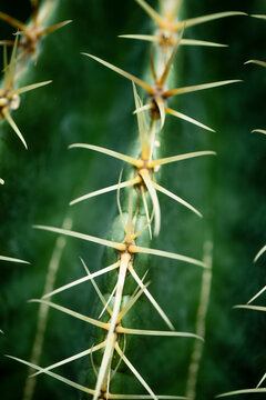 Macroshot of cactus thorns.
