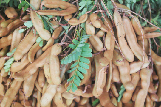 Many fresh tamarind pods as background	