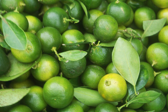 Many fresh calamansi limes as background	