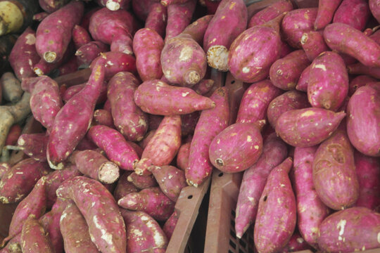 Many purple sweet potatoes close up as background	