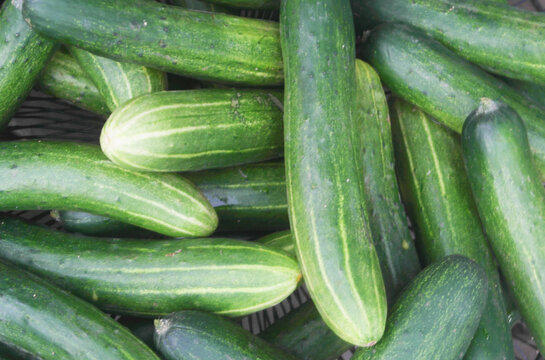Many fresh cucumbers as background	