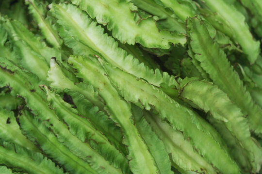 Many winged bean pods as background	
