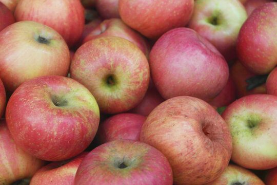 Many fresh red apples as background	