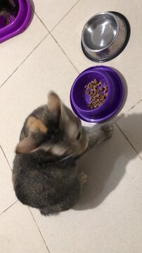 A cute calico cat sitting on the floor next to its food bowl.