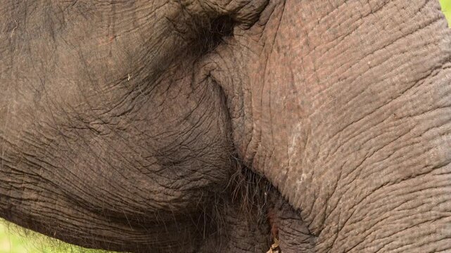 Extreme Close Up of Asian Elephant Eating Food