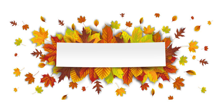 Autumn Foliage Explosion White Centre Paper Sticker Transparent