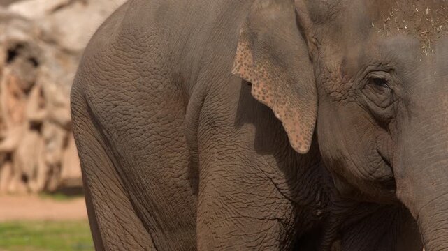 Asian Elephants Walking in Outdoor Enclosure in Daylight