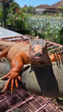 A close-up of a vibrant orange iguana resting on a branch. The iguana has a textured skin and a distinctive head shape, showcasing its unique features.