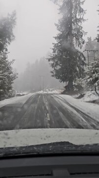 Snow Covered Forest Road Through Dense Pine Trees in Kashmir