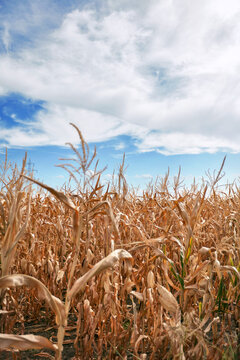 Corn Crops in Drought Conditions. Agricultural field with Dried corn.