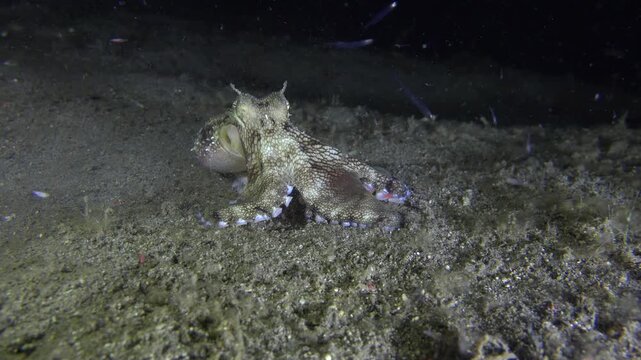 Coconut octopus hunts in front of the camera during a night dive. After apparently catching prey, it buries itself in the sand.