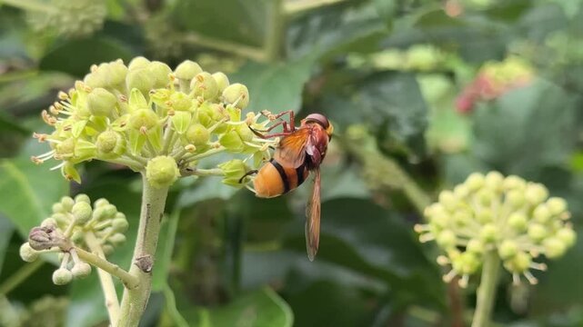 Hornet mimic hoverfly insect looks dangerous but isn't flying close to flowers and lands imitation in nature UK 4K
