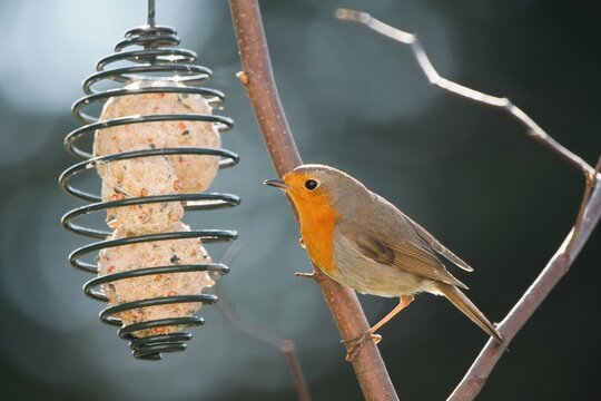 Garden scene with Robin bird eating a fat ball.