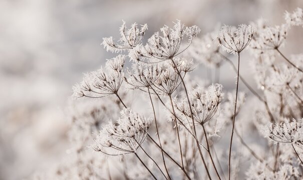 Beautiful winter scenery with frozen plants and sunshine