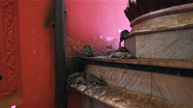 Cinematic static shot of several sacred rats resting peacefully on marble steps inside the iconic Karni Mata Temple in Rajasthan, India.