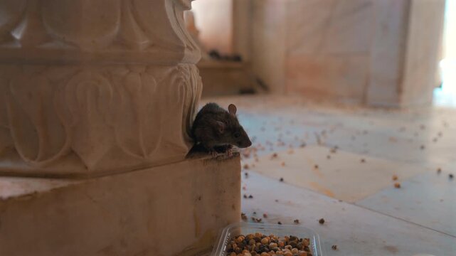Cinematic ground-level close-up static shot of a sacred rat peering from behind a carved white marble column base toward a bowl of grains inside Karni Mata Temple in Rajasthan, India.