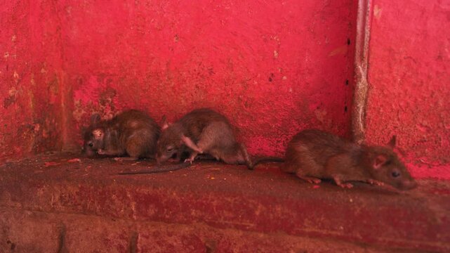 Cinematic close-up static shot of three sacred rats resting and grooming on a stone ledge against a vivid red wall inside the Karni Mata Temple in Rajasthan, India.