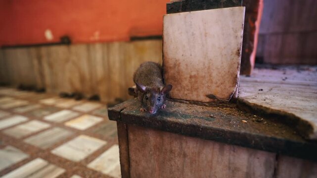 Cinematic extreme close-up static shot of a sacred rat resting on a marble pedestal inside the famous Karni Mata Temple in Rajasthan, India.