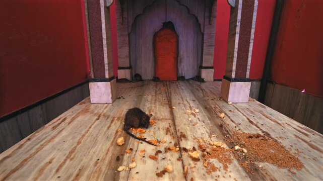 Cinematic static low angle shot of a sacred rat feeding on food offerings on a wooden platform near a shrine inside the famous Karni Mata Temple in Rajasthan, India.