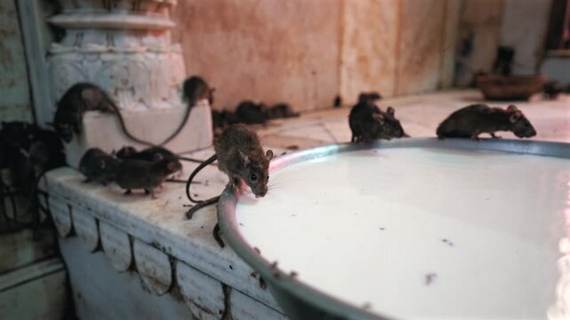 Cinematic close-up static shot of sacred rats gathered around a large metal bowl drinking fresh milk next to a carved marble pillar inside Karni Mata Temple in Rajasthan, India.