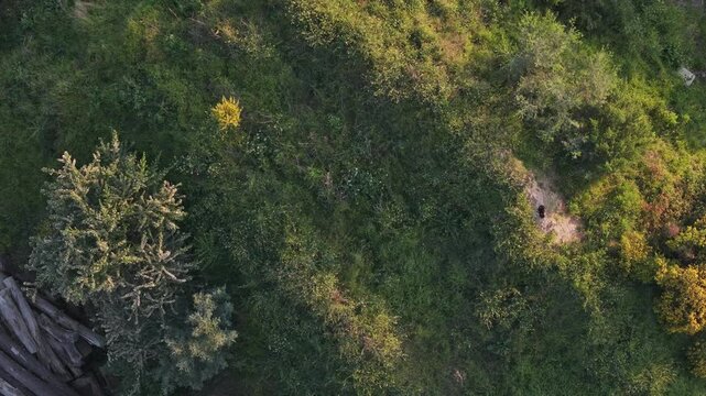 Aerial top down view of a badger coming out of its sett