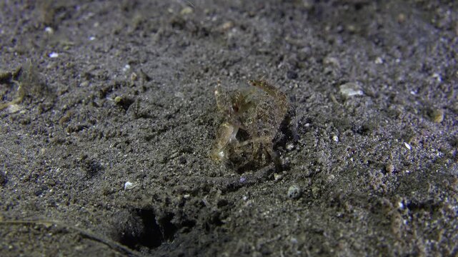 Two small crabs face each other during a night dive. The larger crab moves over the smaller one and makes several rhythmic movements before becoming still and moving one claw aside.