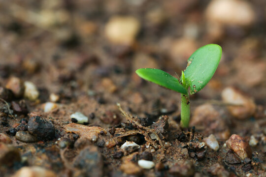 green sprout growing from soil