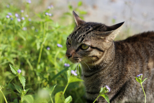 Tabby cat in green grass on a sunny Day