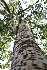 Obraz premium Tall tree trunk stretching upward to green forest