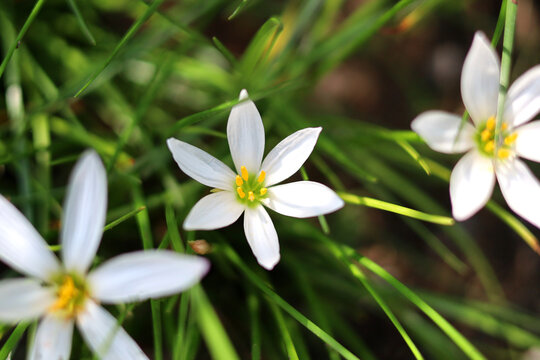 White rain lilies blooming in green grass.