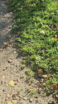 Small snake glides across dry dirt. Leaves scatter near green grass. The creature moves slowly, unnoticed. Sunlight dapples the earth. Nature's quiet rhythm continues