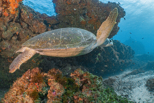 Green sea turtle swimming along coral reef in aliwal shoal